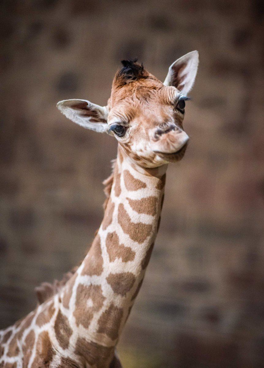 chesterzoo's tweet image. BABY. GIRAFFES. ARE. EVERYTHING! 😍

At just 24-hours-old... here's the very first pic of Orla's little calf. All neck and big beautiful eyes! 🦒