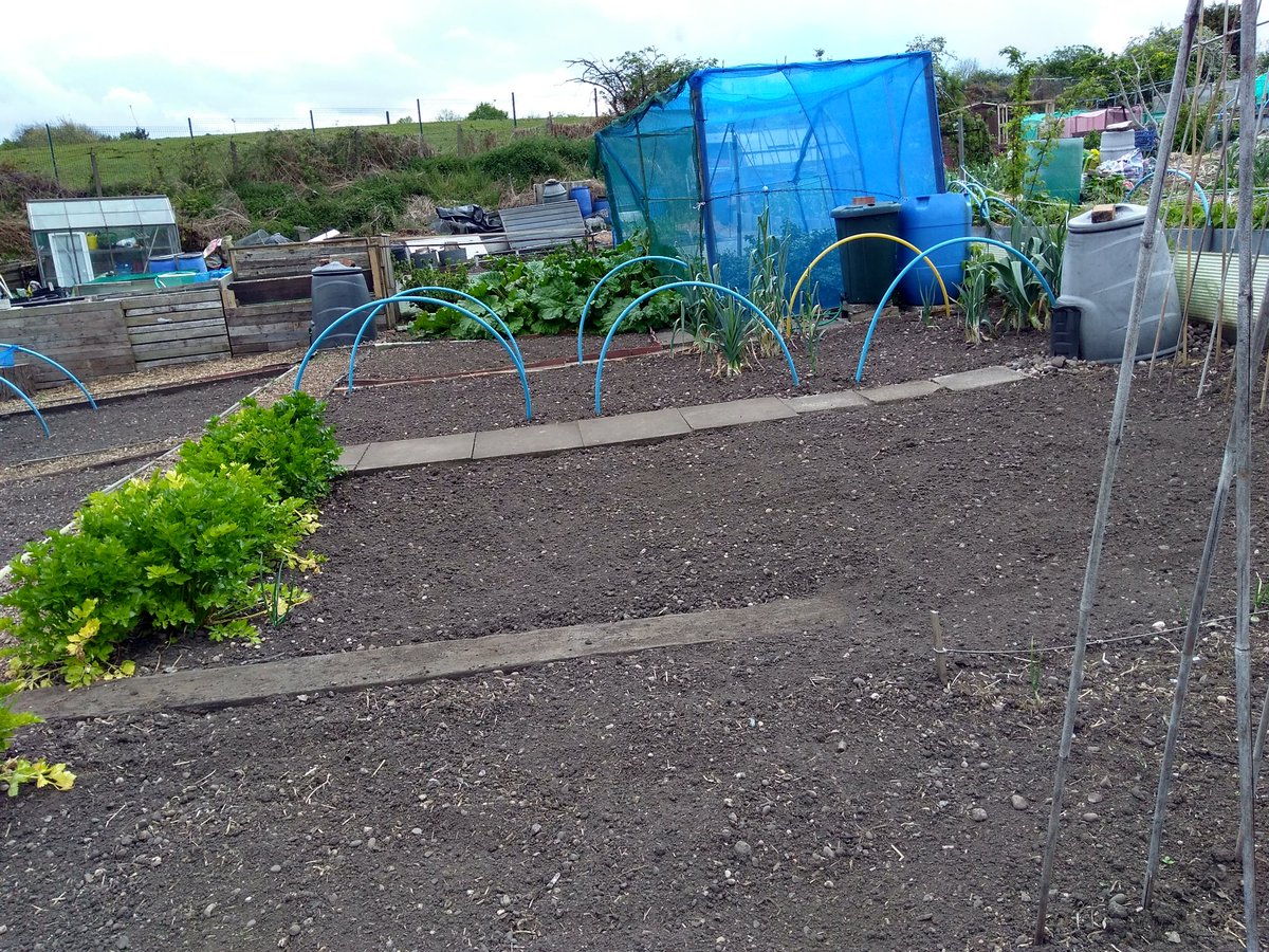 canudigit15's tweet photo. #plot5 weeded and readied for planting, just waiting for this rain to pass then it should be all systems go.. #allotment #growyourown https://t.co/A3cYU8S90C