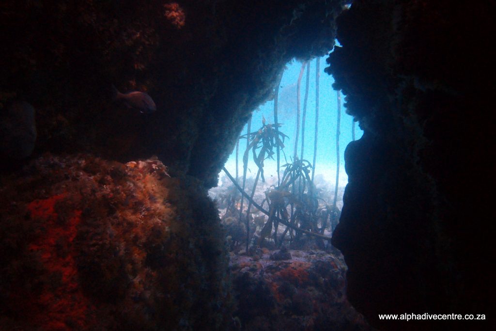 Alpha Dive Centre tweet media