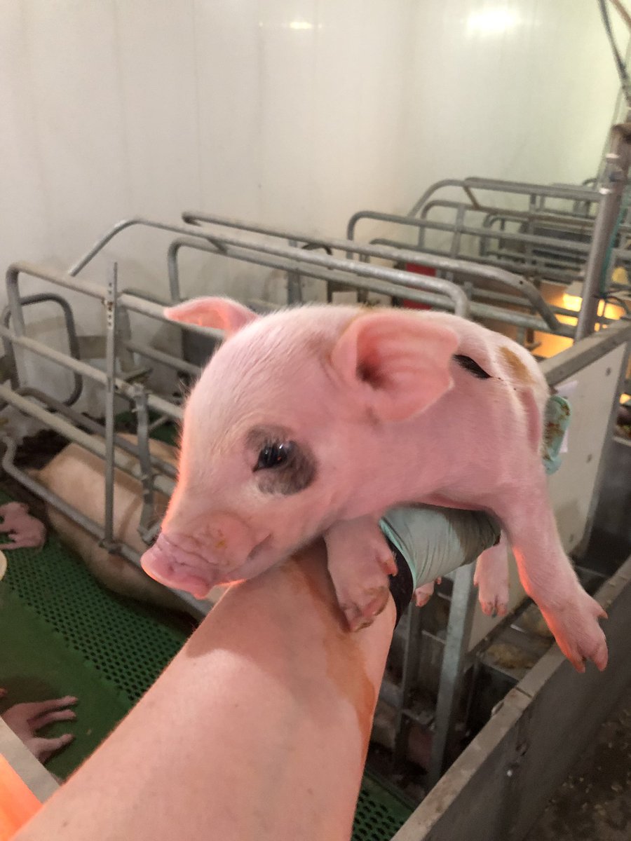 KristyPerrin's tweet photo. 1st spotted pig !! Never happens In this purebred herd #topigs #tn70
#realpigfarming #ontariopork https://t.co/83sKIdsSeg