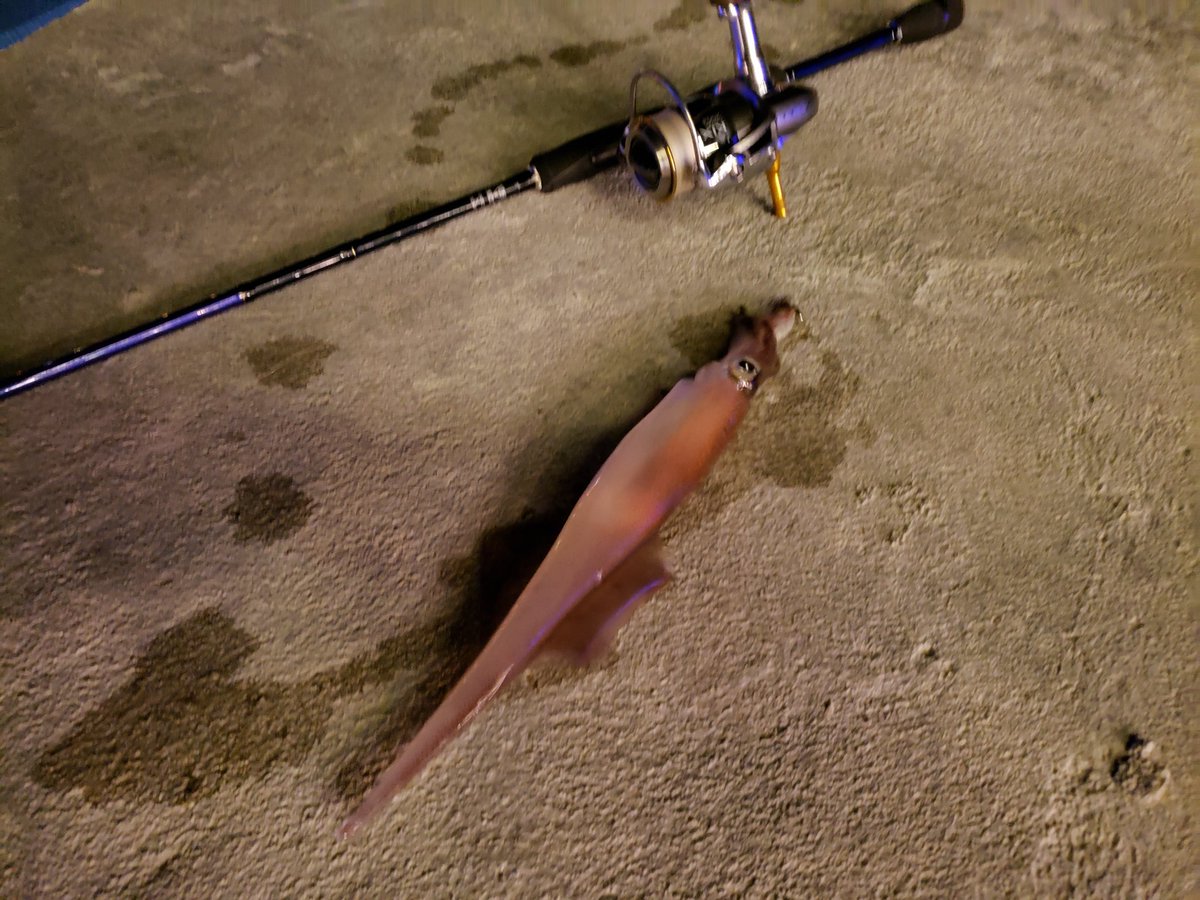 ヤリイカエギング