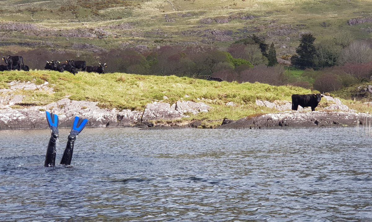 GlengarriffWood's tweet photo. Alien invasive species: surveying Curly Waterweed (Lagarosiphon major) in Cloonee &amp; Inchiquin Loughs. First detected in the lakes in 2016, control measures of this damaging aquatic plant are ongoing. It's one of 49 Invasive Alien Species listed as of particular concern in the EU https://t.co/2RBYEfUeU8