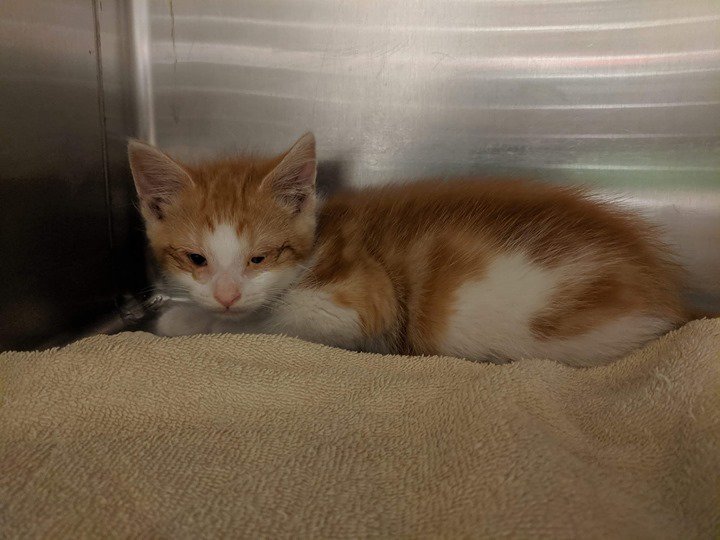 This is Wylie

ID 615211
Date Acquired: 5/9/2019
How Acquired: stray 
Adoptable on: 5/16/2019
CAT 661
Age: 2 months 
Gender: male 
Color: orange and white 
Coat: short 
Tail: Long
Health: good
Temper: sweet 

Cobb County Animal Services is located at:
10… bit.ly/2PVo9rf