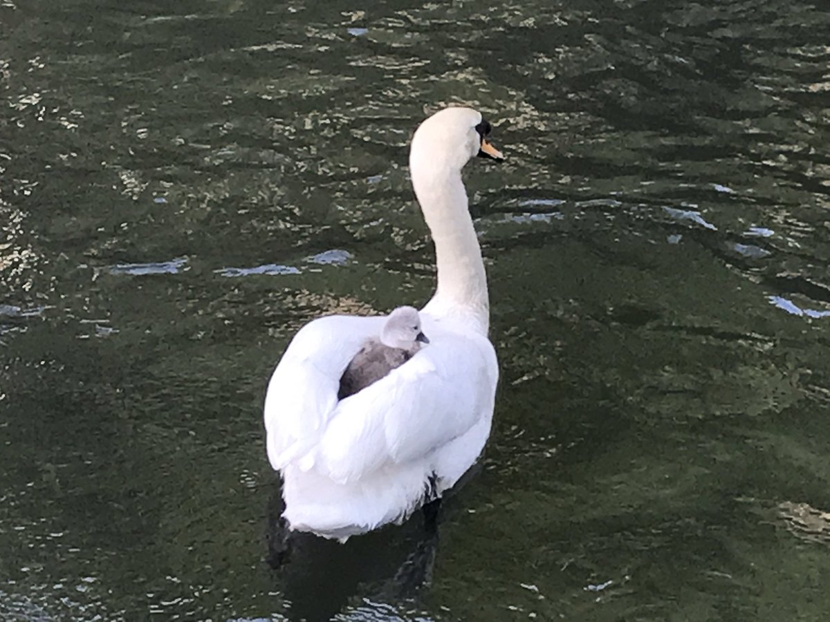 岡山の美観地区で生まれた白鳥のヒナがリアルスワンボートに乗って守られていてかわいい サービス精神満点なこの子かな Togetter