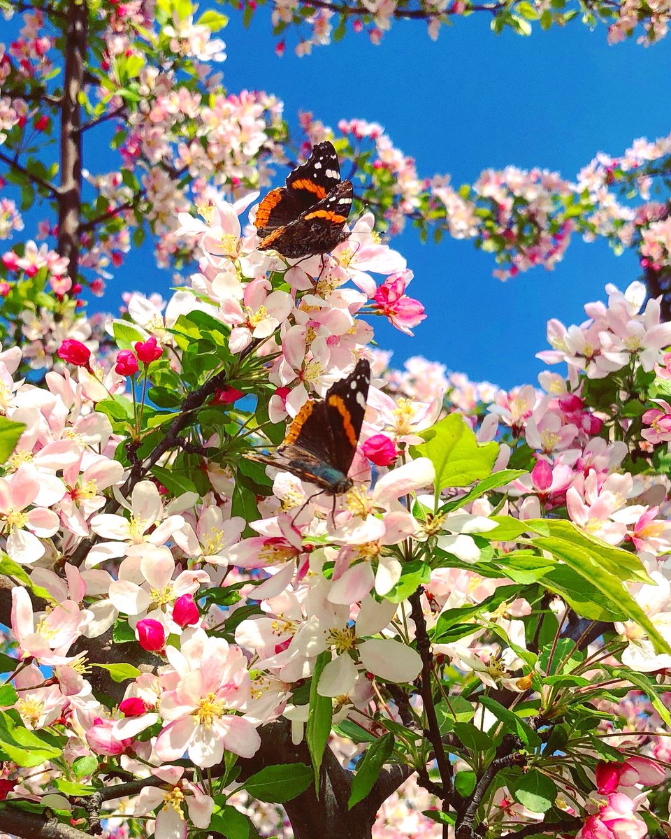 expressitwrite's tweet image. Found this full bloom apple tree with Painted Lady butterflies in the parking lot at @Menards in Valparaiso! 😊 nature is everywhere - even the parking lot! #Butterfly #butterflies #nature #blossoms #spring