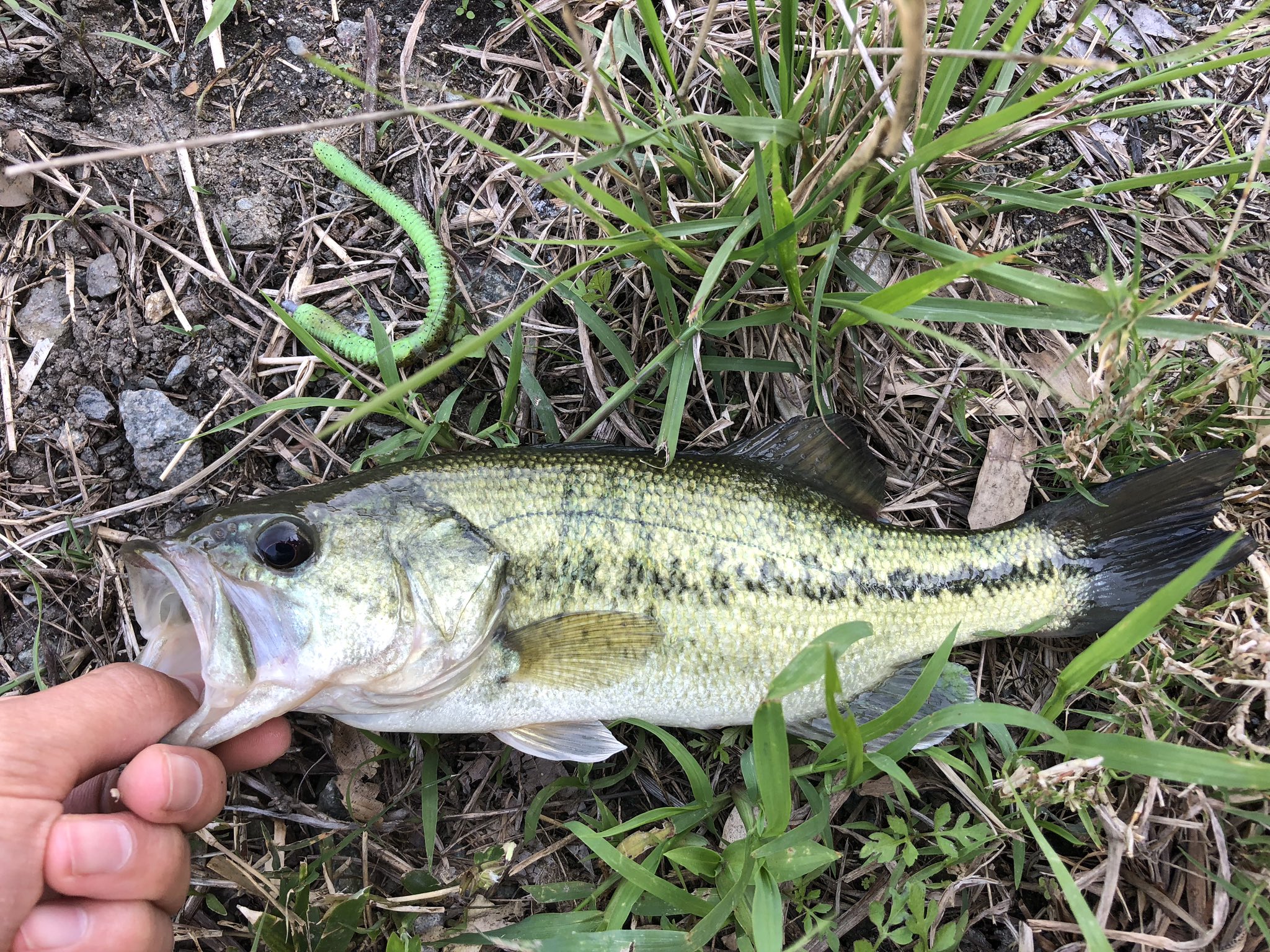 釣り人k 福岡 Fishinglifek Twitter