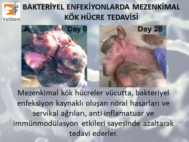 _vetstem_'s tweet photo. Her gün bir yeni bilgi 🤓#Tekgen #VetStem #mezenkimalkökhücre #kökhücre #mezenkimalkökhücreuygulamaları #stemcell #mesenchymalstemcell #allojenik #otolog #hayvansağlığı #veterinary #pets #cats #dogs #animals #horses #adipose #science #clinictrial #research #laboratory https://t.co/ZXNj3rWxsn