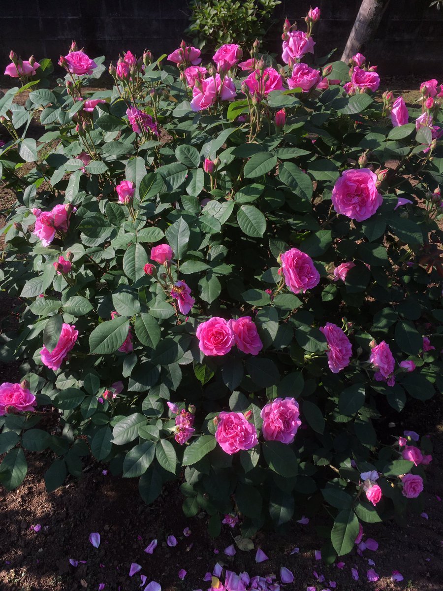 EngRosarian's tweet photo. My 'Gertrude Jekyl'. 10/5/2019
#DavidAustinRoses #gardening #Rose #イングリッシュローズ https://t.co/wtgPBlOigO
