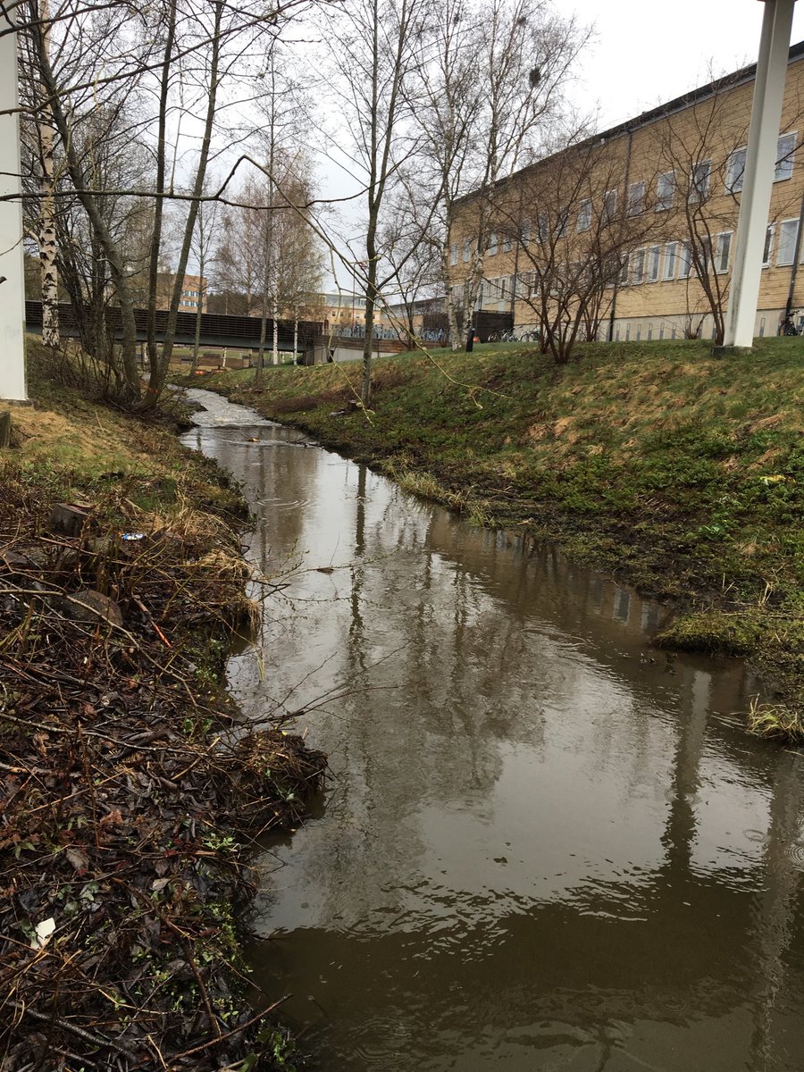 FluvialSweden's tweet photo. Happy spring at @UmeaUniversity at #64N — the campus stream is at #bankfull! https://t.co/FMrxz1Th7x