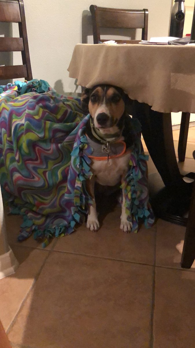 H_Anderson4's tweet photo. Places my dog hides when it’s storming: a collage https://t.co/MYx8pl4Zrz