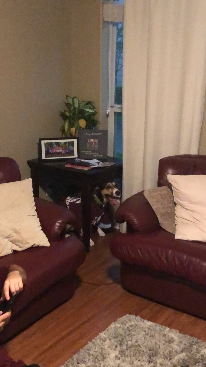 H_Anderson4's tweet photo. Places my dog hides when it’s storming: a collage https://t.co/MYx8pl4Zrz