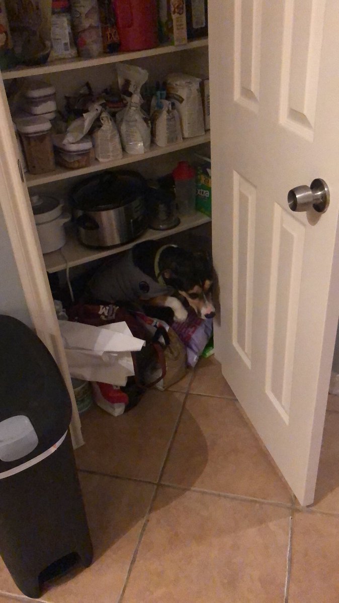 H_Anderson4's tweet photo. Places my dog hides when it’s storming: a collage https://t.co/MYx8pl4Zrz