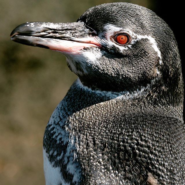 zapapics's tweet photo. Galapagos Penguin, Native to Galapagos and the only known penguin to breed north he equator line! #galapagos #penguin #allmightybirds #bb_of_ig #birdextreme #birdfreaks #bestbirdshots #nuts_about_birds #sassy_birds #bird_brilliance #pocket_birds #udog_fe… https://t.co/j1k5KErl9w https://t.co/yYTkNJah0W