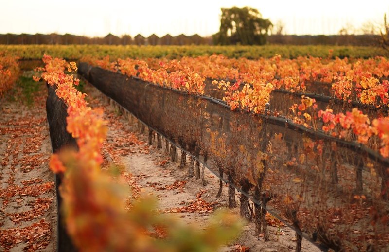 Los Caminos del Vino y sus colores otoñales 🍁🍂
#GanasDeOtoño #GanasDeMendoza