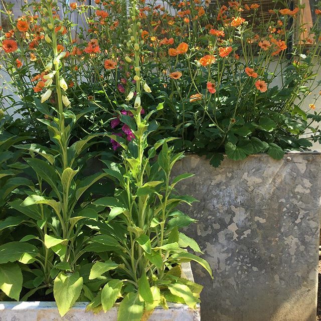 Digitalis have arrived and I’m in heaven again #digitalis #foxgloves @petershamnurseries #petershamnurseries15