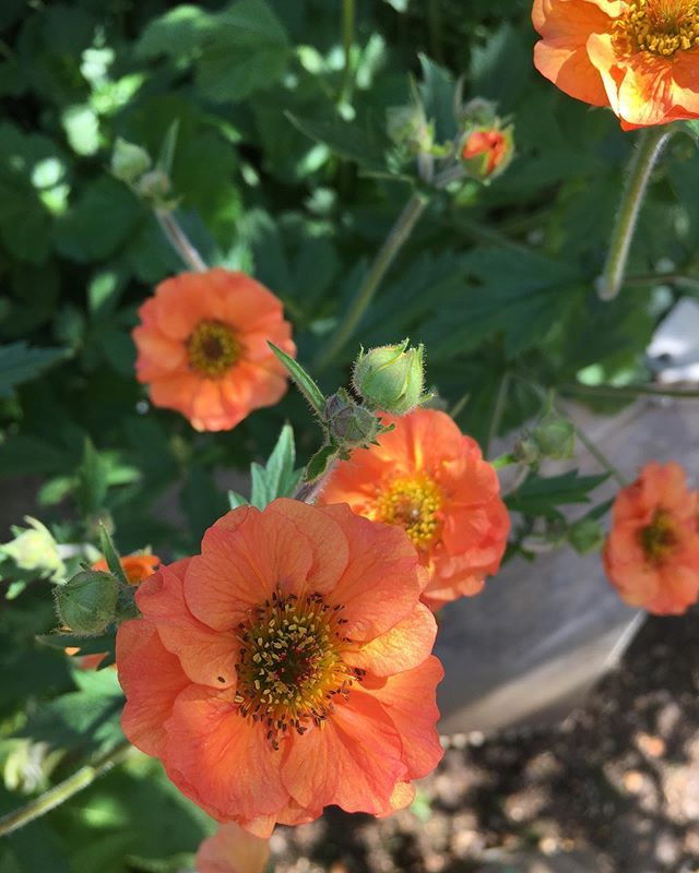 Geums in the dappled shade, I’m in the full sun ☀️😊 #geum #mayflowers #happyfriday @petershamnurseries #petershamnurseries15