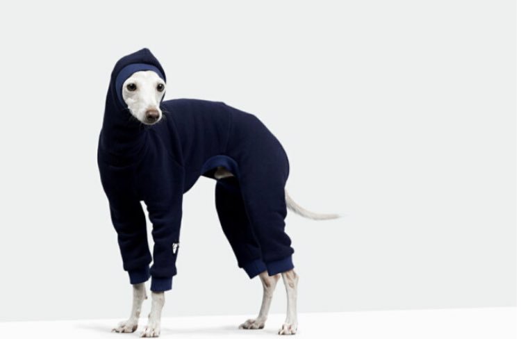 Lr Hijikata たまに見かける細い わんこ 名前調べたらイタリアングレードハウンドだったんだけど 検索したら一番上にコレ 犬用防寒服の通販ページ 出てきてウフフってなった T Co Ezfixr2zct Twitter