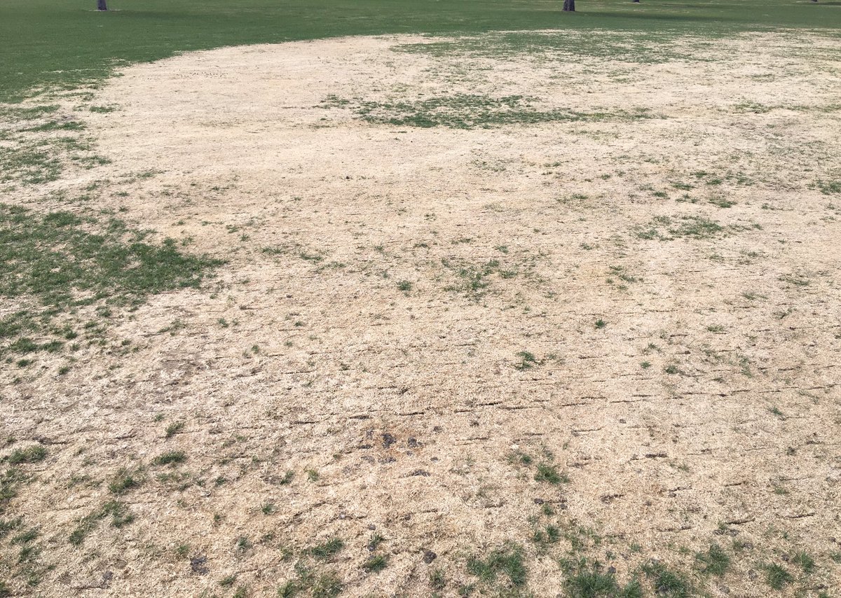 oncourseturf's tweet photo. I haven’t seen as much winter damage this year as I did last year, but I have seen some. Be happy if you came through the winter in great shape, some didn’t. #winterdamage #turfdamage https://t.co/VW7qF4RU2J