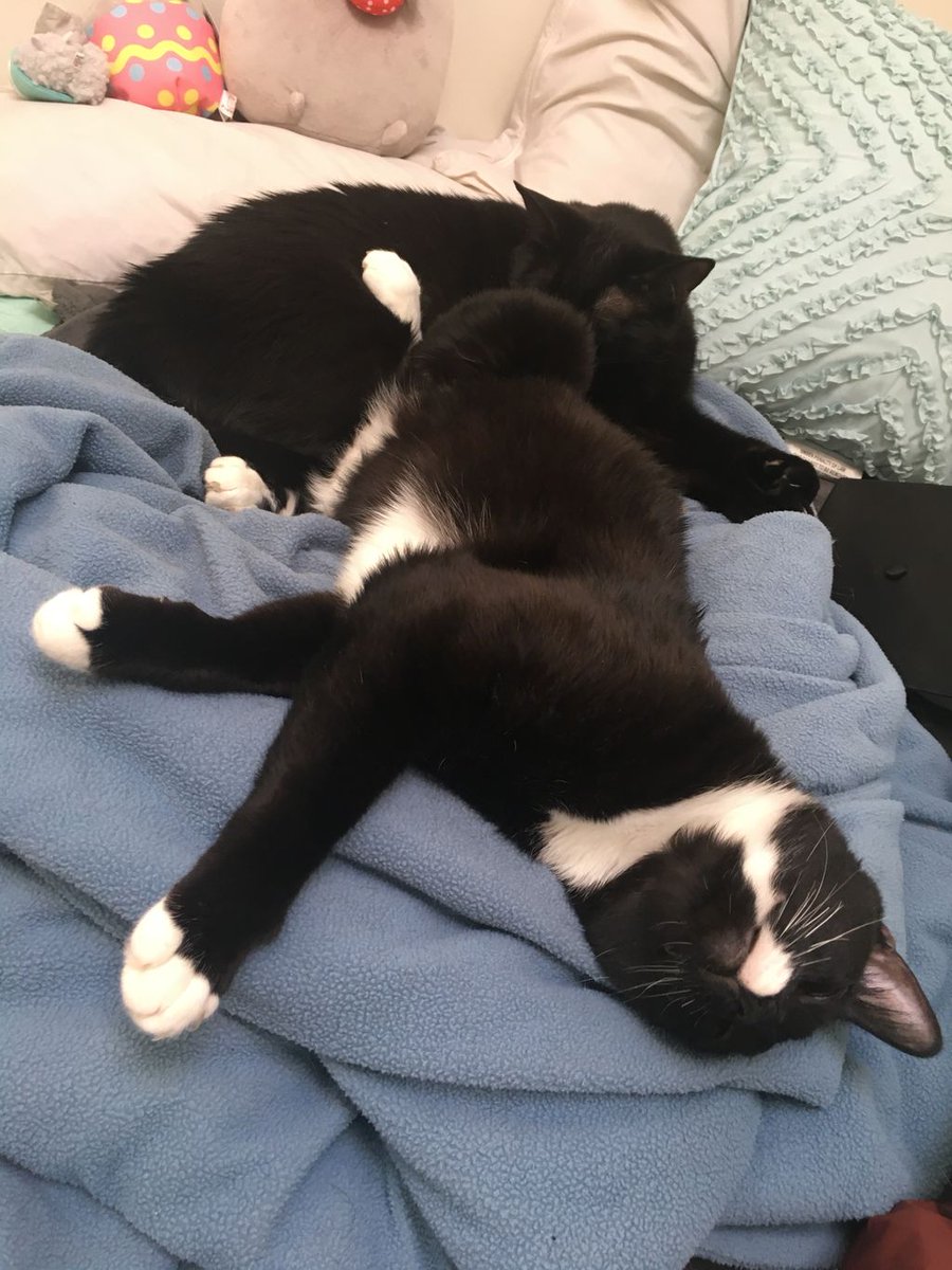 Can you please help us get to 1000 followers today? ~Wednesday & Nikolai🖤 #Cuddle #Siblings #Thankful #FridayFeeling #BlackCatsOfTwitter #leggies #CatsOfTwitter #PanfurSquad #WhitePaws #CatPaws #Whiskers #Tuxie #TuxieGang #WeLoveOurFans #CatLoversClub #RescueCats #AdoptDontShop