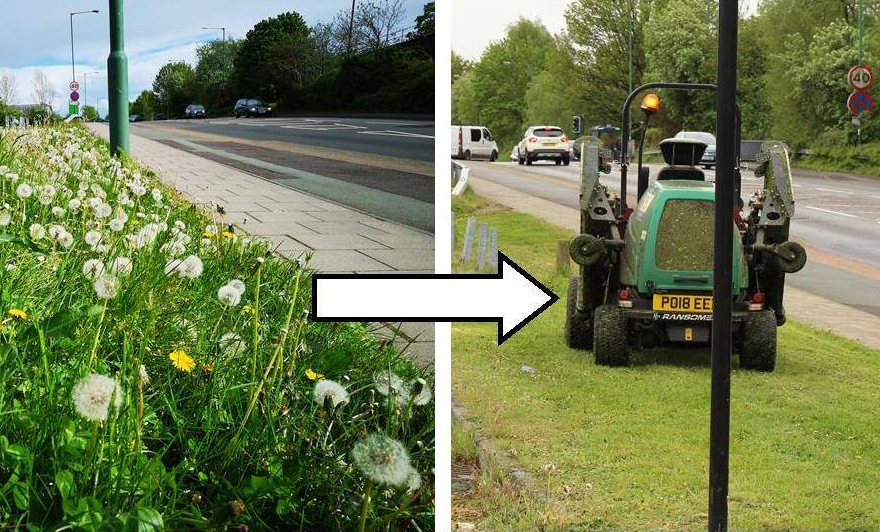 Bees, butterflies and birds all benefit from grass grown long. We need to see less mowing of our roadside verges. RT if you'd love to see grass allowed to grow 🌱
#WilderFuture