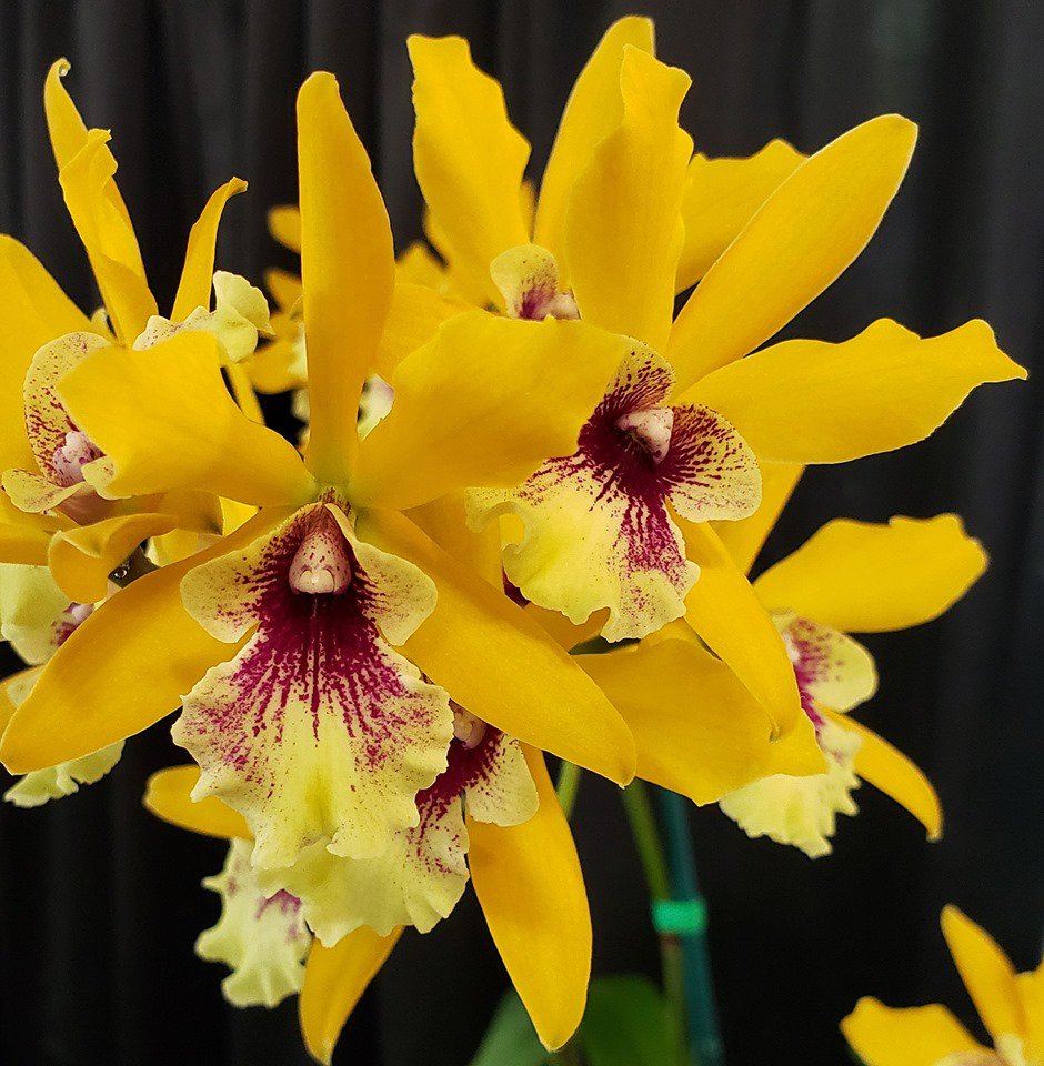 Eplc. Jackie Bright 'Hilo Stars' (Lc. Gold Digger x Epi. randii) : r/orchids