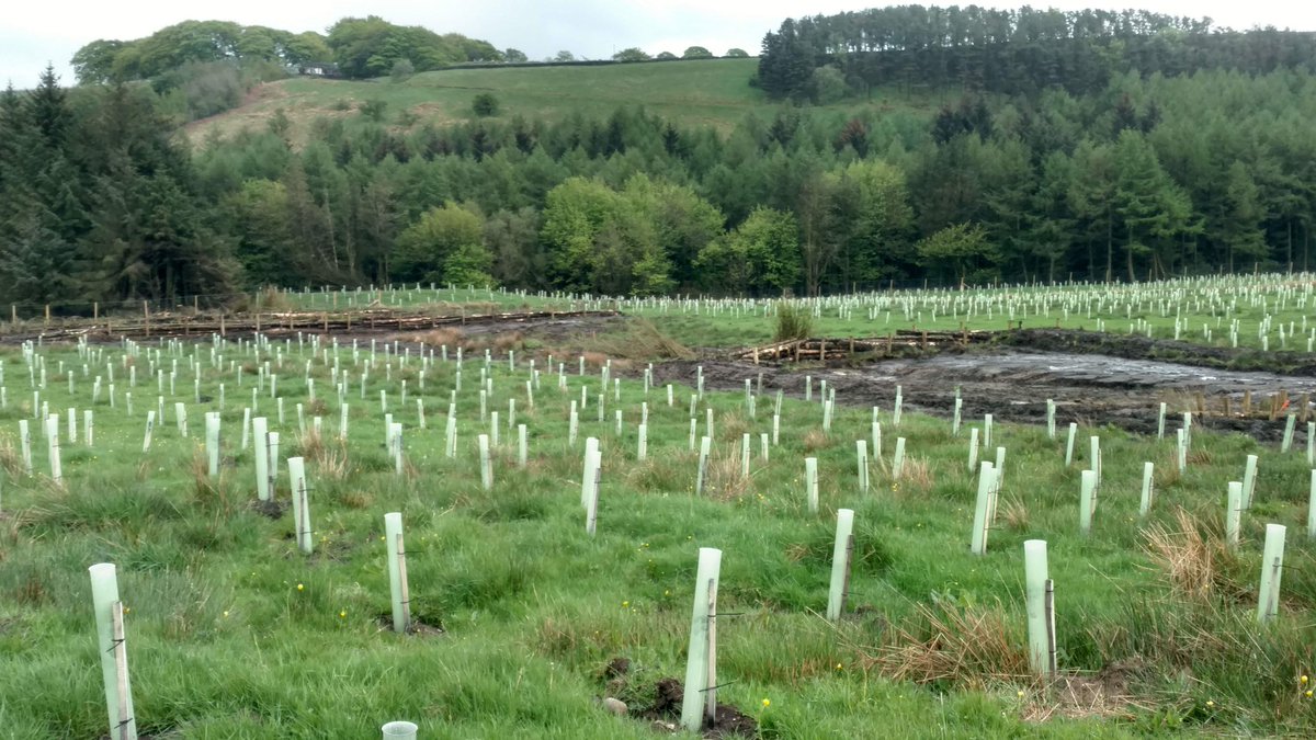 We've started building 25 new leaky dams at the #smithillsestate to help prevent flooding and improve environmental health with help from our partners at <a href="/EnvAgencyNW/">Env Agency NW</a>, Community Forest Trust, <a href="/CityofTreesMcr/">City of Trees</a> and <a href="/merseyforest/">The Mersey Forest</a> #NationalLotteryHeritageFund. Find outmore below