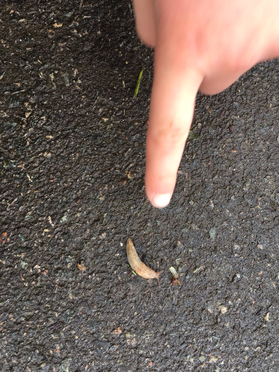 HeronClass's tweet photo. We went on a nature hunt on the school field during this morning’s #fit15 ~ we were surprised by how much we found! https://t.co/5jy7K8Cxxp