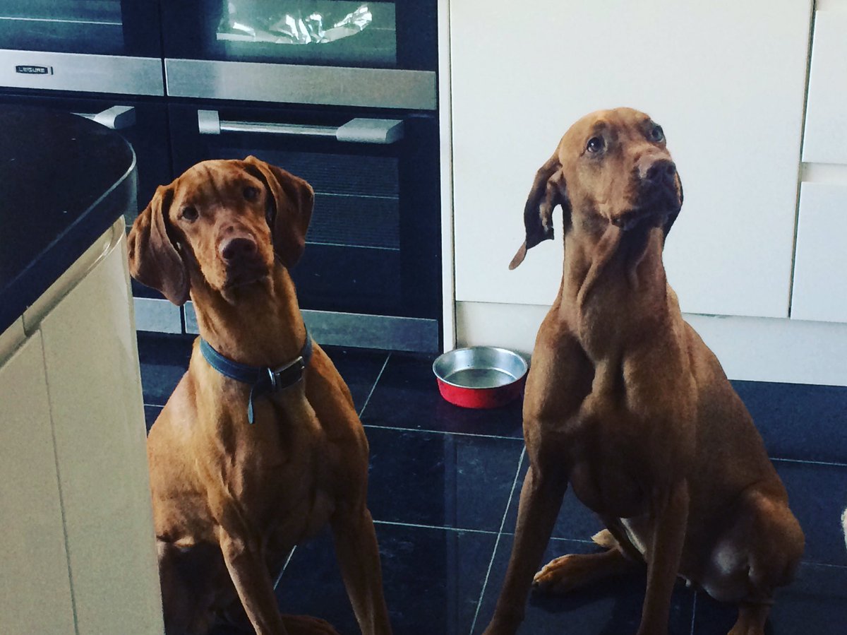 happych0ps's tweet photo. Check out these two stunners! 

Hungarian Vizsla siblings Hugo and Simba are loving their @NutrimentRaw diet 👍

Courtesy of https://t.co/GYQLFT9ZqE 🐾
#jointherawvolution #happydog #healthydog @TheGoodDogGuide https://t.co/4QC7ayRsIW