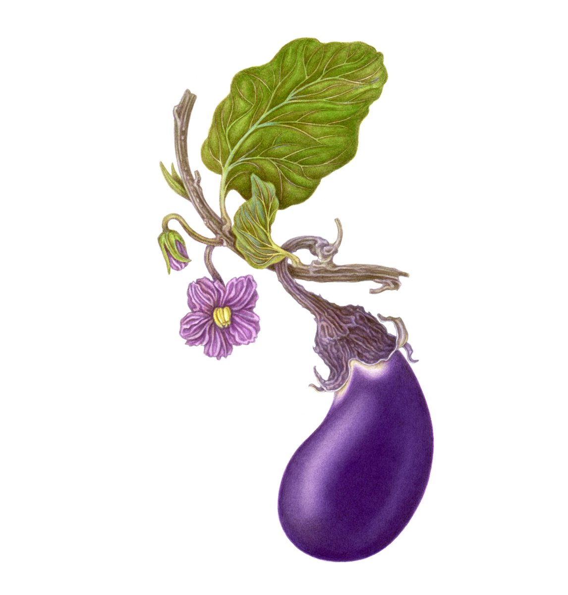 Twitter 上的 大橋正の作品紹介 なす Eggplant 水彩画 Watercolor Artworks Illustration Graphicdesign Art Drawing イラスト グラフィックデザイン 絵画 大橋正 Tadashiohashi Vegetables 野菜 なす Eggplant 昭和 昭和レトロ T Co