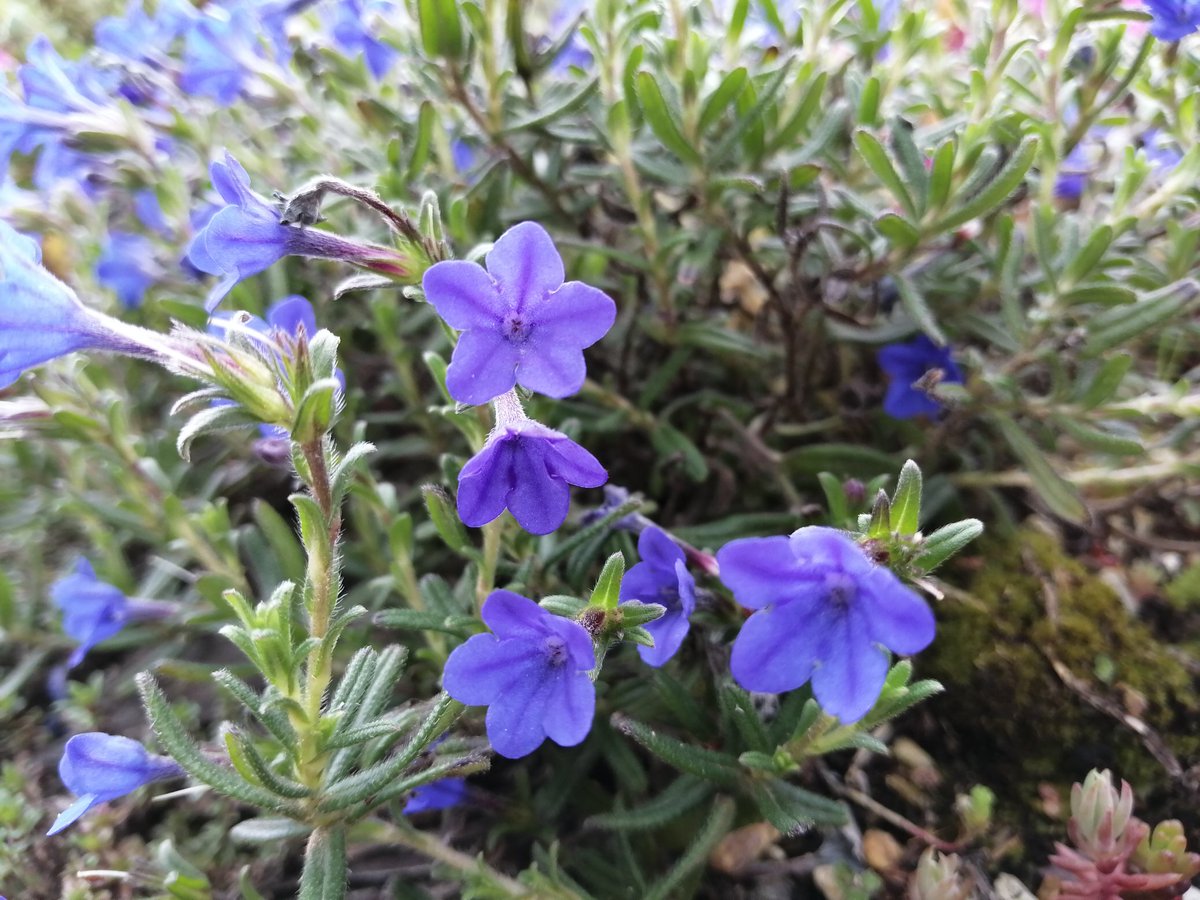 BriggsBughouses's tweet photo. Veronica 'Spode Blue' and Lithodora 'Grace Ward' flowering happily on the #greenroof #perfectforpollinators #savethebees #flatrooffriday @OutdoorHaringey @VillageRawMag @GARDENATURE @ABG_ltd @wallbarn @flatironsquare_ @Friends_of_PW @TCVHaringey @StroudGrMarket @kaffeeculture https://t.co/sQgTSTPRRs