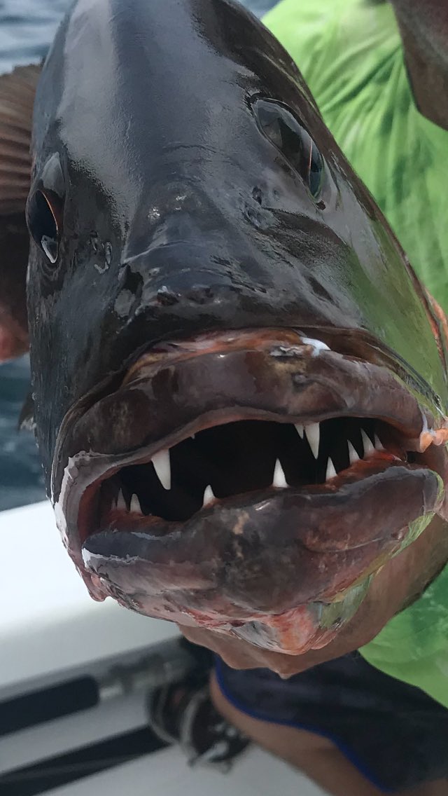 troutkiller66's tweet image. #cuberasnapper #panama #tropicstarlodge #shimano