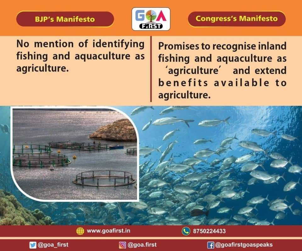 goa_first's tweet photo. BJP Manifesto⠀
No mention of identifying fishing and aquaculture as agriculture.⠀
Congress Manifesto⠀
Promises to recognise inland fishing and aquaculture as ‘agriculture’ and extend benefits available to agriculture.⠀
#goa #goafirst #bjpmaifesto #congressmanifesto https://t.co/aDksSvgZ2t