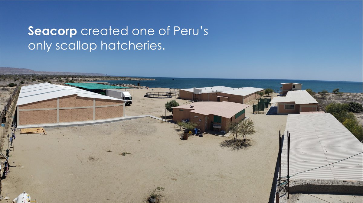 Discover #Seacorp, a #scallop farming company in the #aquaculture industry. The company is particurlarly involved in :
- the preservation of its ecosystem in the Sechura Bay, #Peru
- the creation of quality jobs in the area

impact-finance.com/en/ifm-project…
#Impinv #SDGs