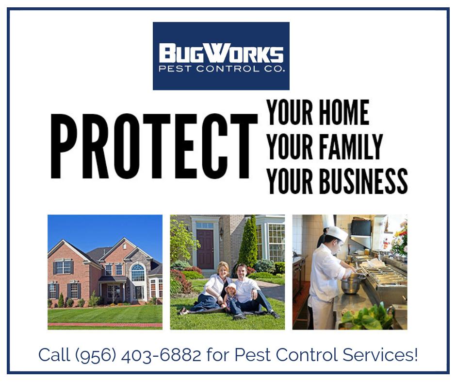 BugWorksRGV's tweet image. Live comfortably knowing your home, your family, and your business is pest-free! Call us for a quote (956) 403-6882.

bugworksrgv.com