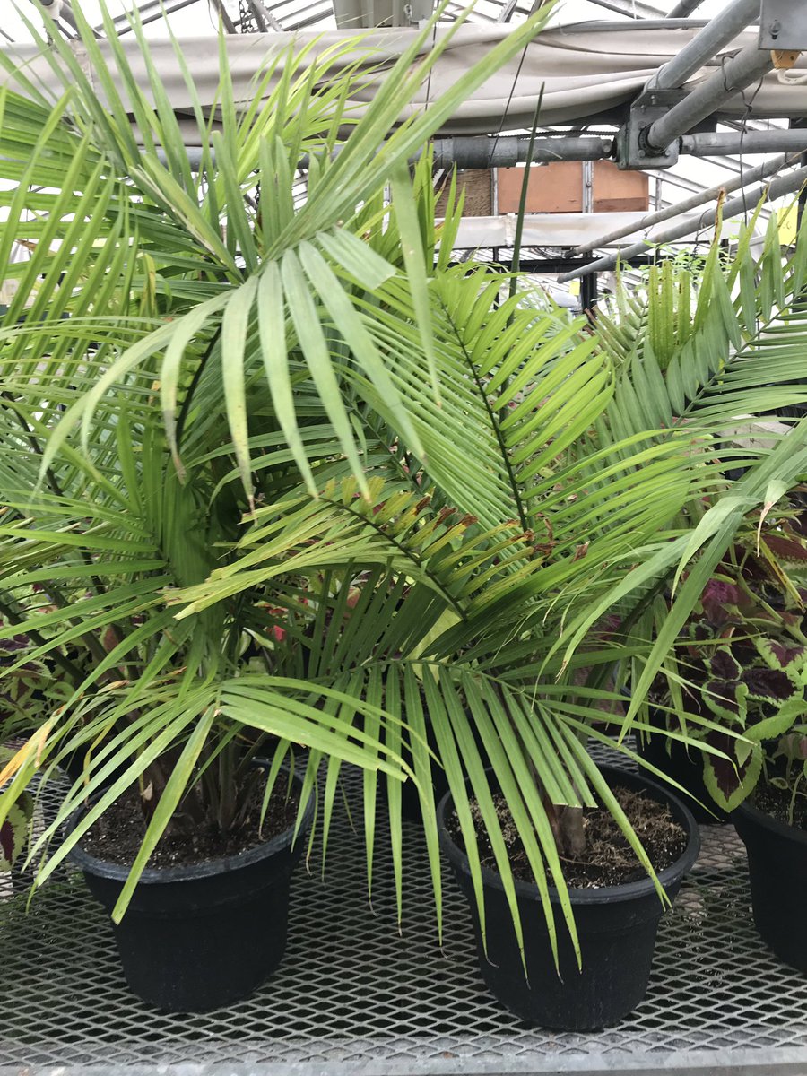 Sue Noort tweet media