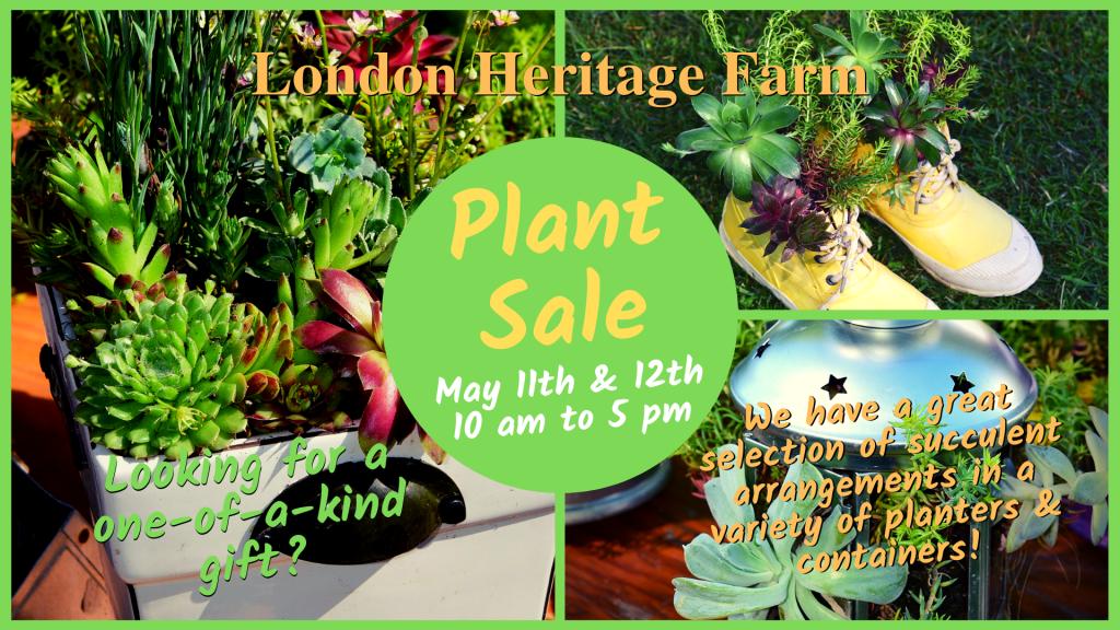 Our Succulent Arrangements are Perfect Gifts! londonheritagefarm.ca/news/?p=6611