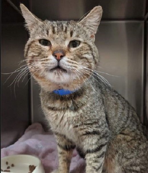 🙏🏽PLZ KEEP SHARING
💙BIG HANDSOME 3YO #TABBY "TANK"💙
💠STILL NEEDS #ADOPTION OR #RESCUE🚙
➡ID 615079 CAT 674 bit.ly/2GZXFBQ
🙏🏽#PLEDGE #ADOPT #SAVEALIFE #RescueMe
#MARIETTA #GA <a href="/cobbkitties/">Cobb County Kitties</a> #CAT #AdoptMe
#AdoptAShelterCat #AdoptDontShop #CatsofTwitter