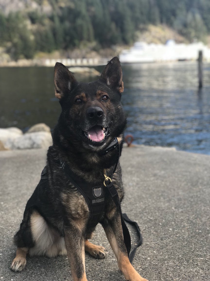 Stellar work by PSD Jake overnight who tracked and apprehended an alleged property offender who had run from officers. Turns out the male also had a warrant. #goodboy #k9strong #WVPDPride