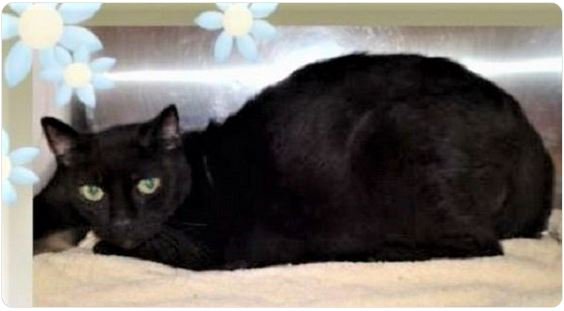 🆘SENIOR ALERT🙏🏽PLZ KEEP SHARING🆘
💘11YO #SENIOR BLACK KITTY "REUBEN"💘
😿💔DUMPED 4/2/19 AFTER HIS OWNER PASSED
🚨STILL NEEDS ADOPTION OR #RESCUE🚨
➡ID 613378 CAT 668 bit.ly/2IRF1gP   
🙏🏽#ADOPT #PLEDGE #AdoptDontShop
#MARIETTA #GA <a href="/cobbkitties/">Cobb County Kitties</a> #CAT🍀#AdoptABlackCat🍀