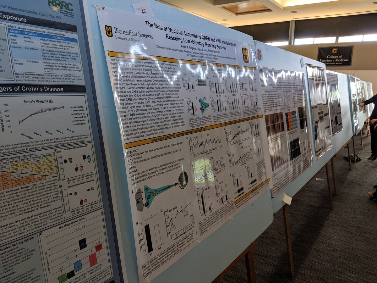 KariSiegler's tweet photo. At it again! @Mizzou College of Veterinary Medicine Research Day is gearing up! If you're around campus, come see the amazing research being conducted by veterinary and graduate students at the CVM #MizzouResearch #research #GradsDo #gradschool #STEM #comparativemed https://t.co/K2eVQzja3A