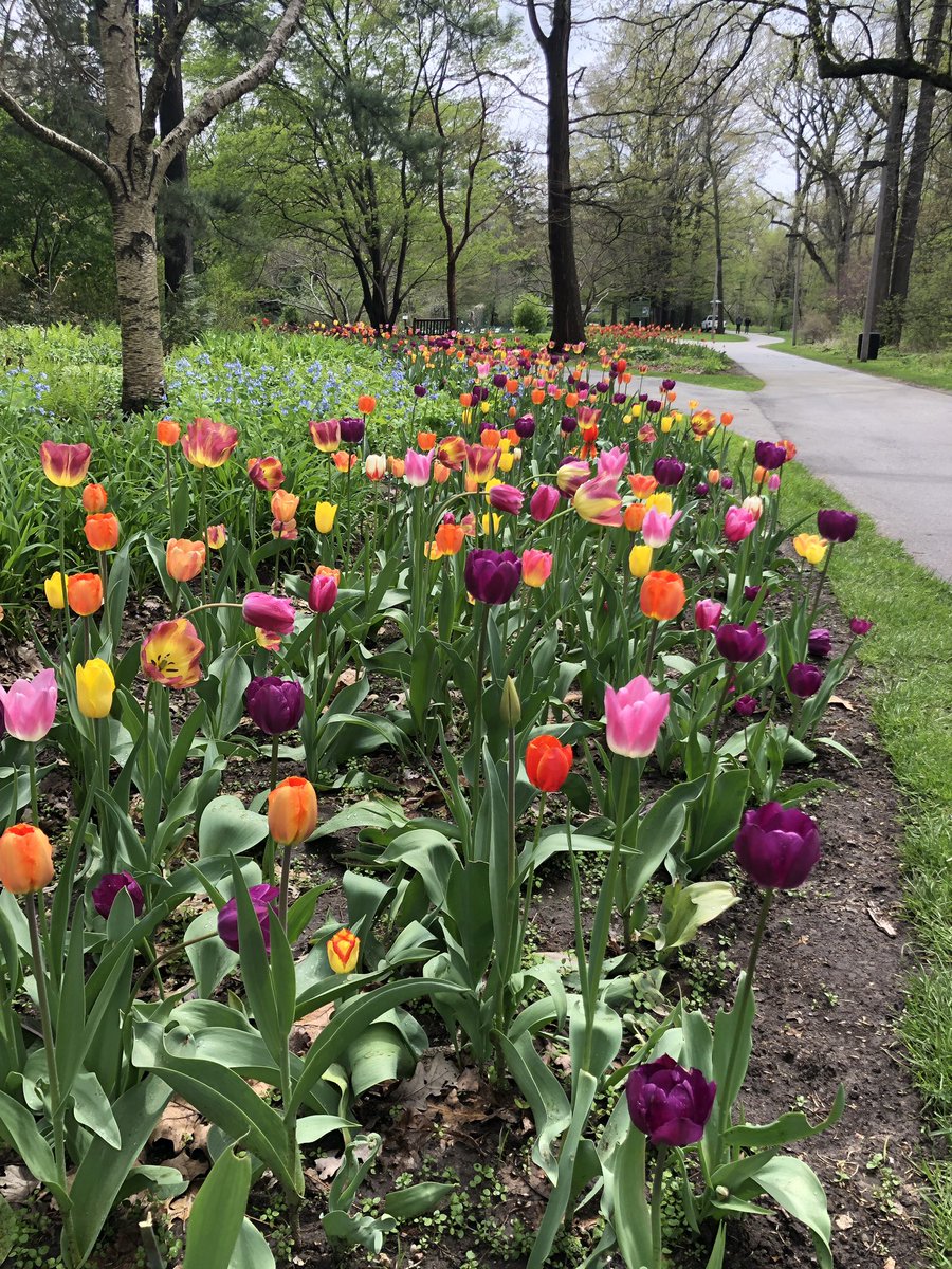 MSU_Volleyball's tweet photo. Campus views #tuliptime https://t.co/dE0DJzriTN