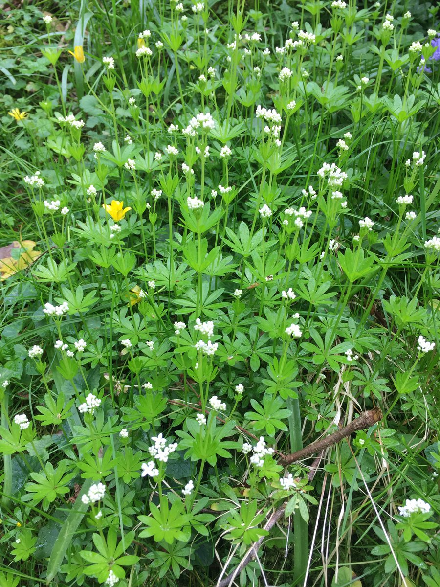 FungifinderUk's tweet photo. It’s a perfect weekend for a walk in the woods, wildflowers are out in numbers and the weather is looking good(unless you live in Scotland😂) https://t.co/zztuiC3Y5U