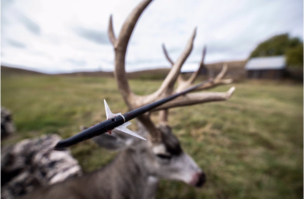 Outdoor_TV's tweet photo. Sometimes you just gotta admire the rack! Courtesy of Shwacker Broadheads
#friday #rack #shwacker #bigbuck https://t.co/pTAVVSxdxZ