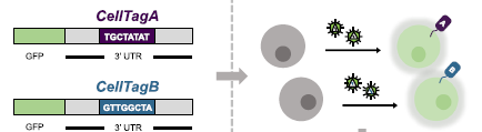 GenomeBiology's tweet photo. Guo, @morris_lab and co present CellTag Indexing, a method for barcoding and multiplexing single cell RNA-seq samples. The barcodes are delivered by virus, enabling long-term labeling, with barcodes expressed as polyA transcripts. https://t.co/aEjA3YgJsZ https://t.co/eakH1Zx6bc