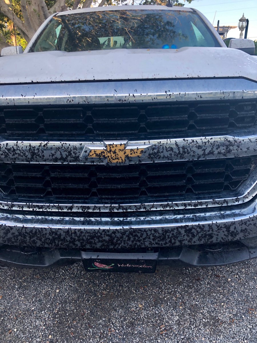 rickhillNC's tweet photo. I was introduced to ‘love bug’ season this week in Florida.....lesson learned!!  #bugpocalypse #millionsofthem https://t.co/yvcq1aGvDn