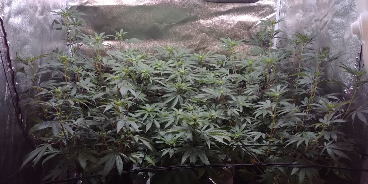 A pic of the girls waking up on day 9 of 12/12. Tents gonna be nice and full come harvest time. 100% organic with 0 pesticides. #Seasoil #wormcastings