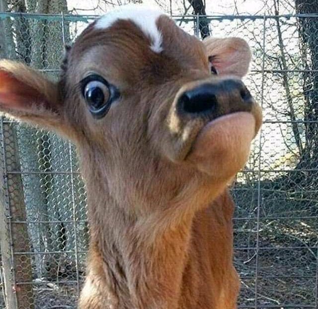 PhiweMkhuzo's tweet photo. White Parents: Please behave yourself 

Black Parents: https://t.co/VzbJi5Nmki