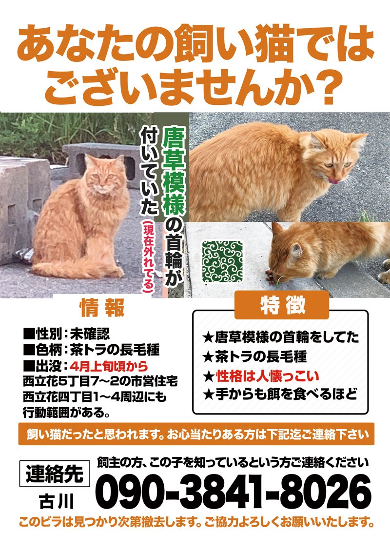 つかねこ動物愛護環境福祉事業部 على تويتر 飼い主さん探しています 4月上旬頃から出没 尼崎市西立花町4丁目 5丁目付近で飼い猫 だったと思われる茶トラの長毛種の成猫で人懐こい女の子です ご近隣でお心当たりのある方は至急ご連絡よろしくお願い致します 迷子