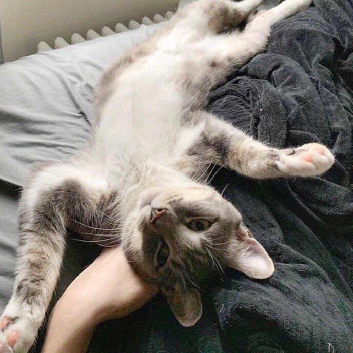 Are you ready for a Side Salad weekend? Brace yourself for cuteness overload! #FosterFriday #AdoptSideSalad