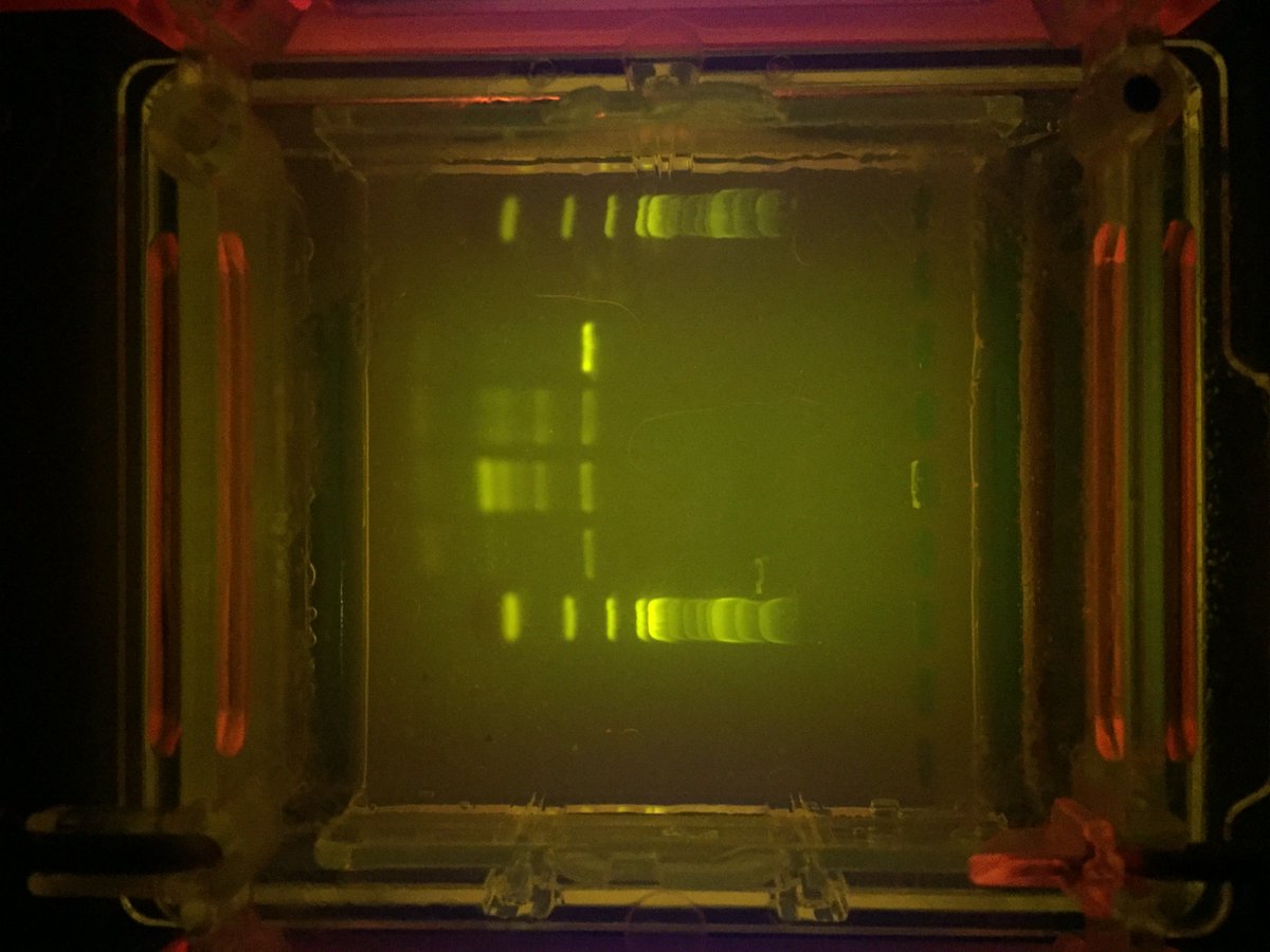mszeffer's tweet photo. The results of our @miniPCR blueGel electrophoresis are in! Can you interpret our TAS2R38 genotypes? If not, consult one of our resident biologists! @HarveySchoolNY #IAmHarvey #HarveyPRIDE #HarveySci https://t.co/sTj2TUCIfd